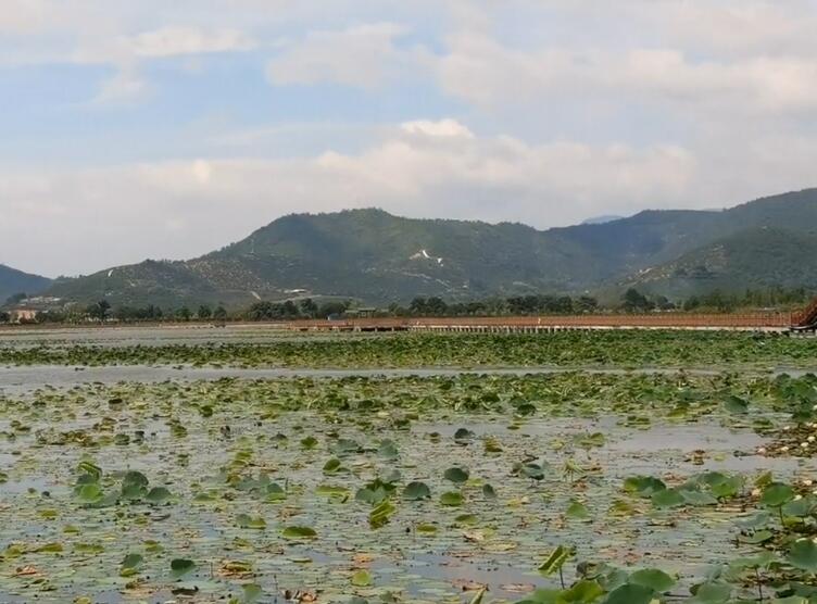 云南红河景点异龙湖国家湿地生态公园景点介绍1