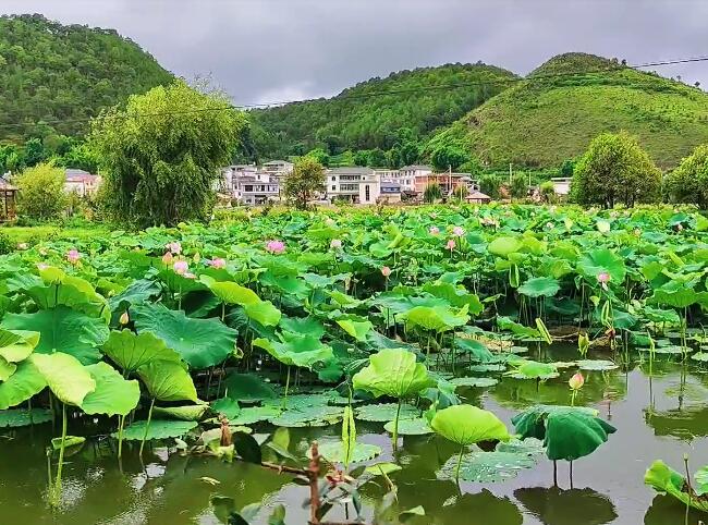 云南保山景点姚关野鸭湖风景区景点介绍1