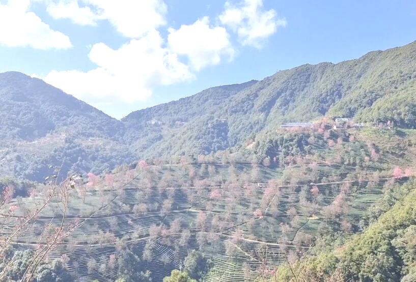 云南大理景点大理无量山樱花谷景点介绍1