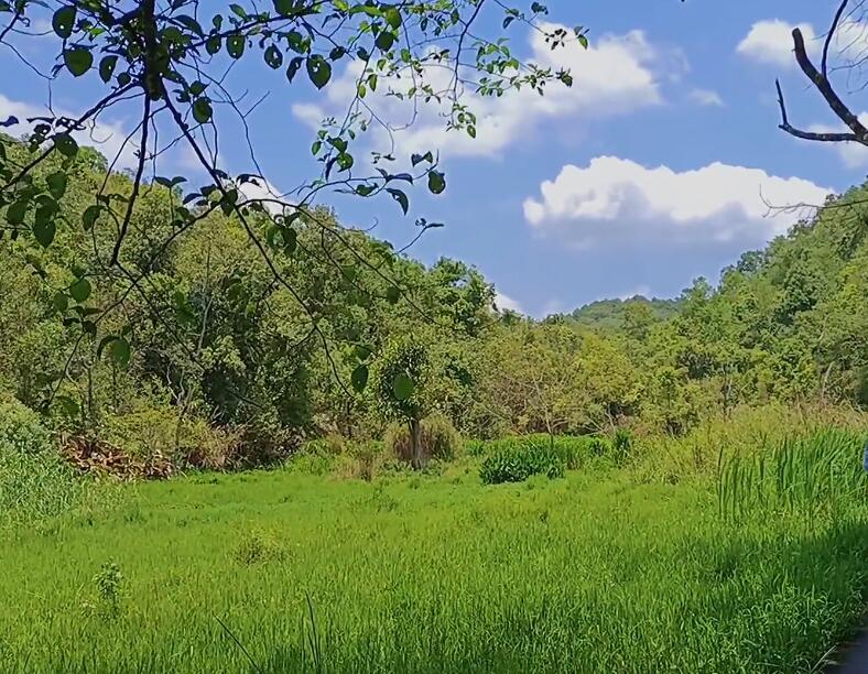 云南普洱景点普洱莱阳河国家森林公园景点介绍1