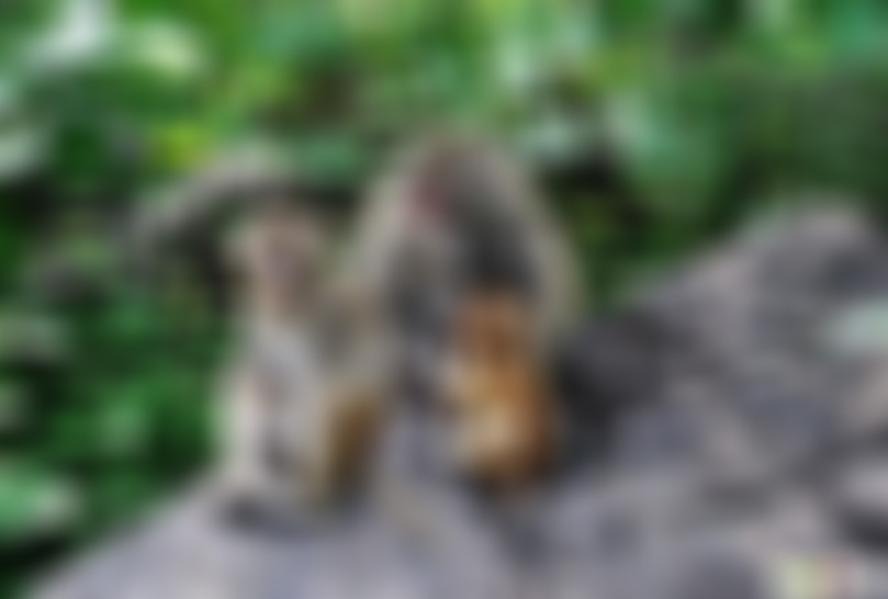 河南焦作景区峰林峡太行猕猴园景点介绍1