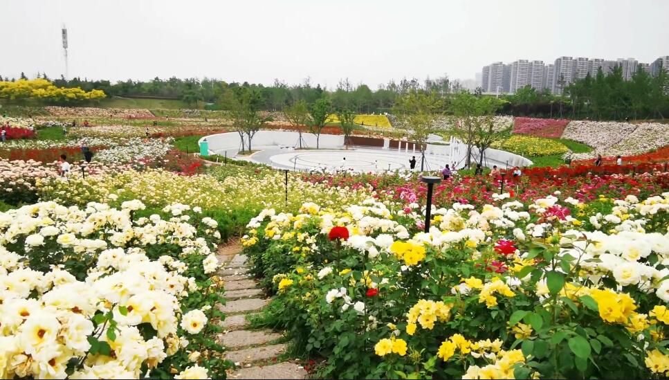 河南郑州景区西流湖牡丹园景点介绍1