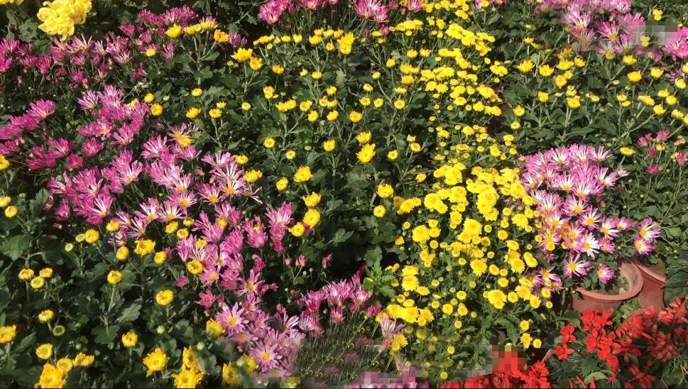 河南驻马店景区蔡国故城景点介绍1