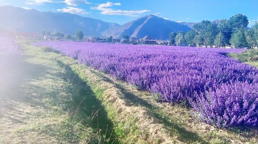 河南安阳景区紫海花庭薰衣草庄园景点介绍1