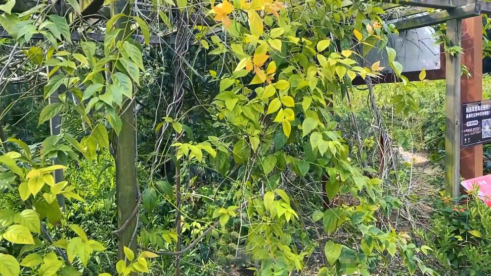 河南郑州景区河南中药植物园景点介绍1