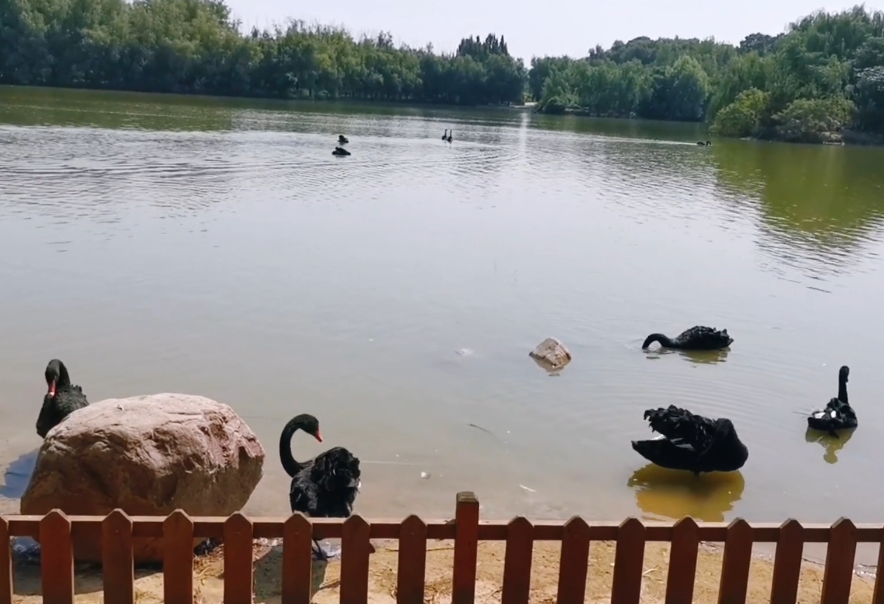 河南濮阳景区濮上园天鹅湖景点介绍1