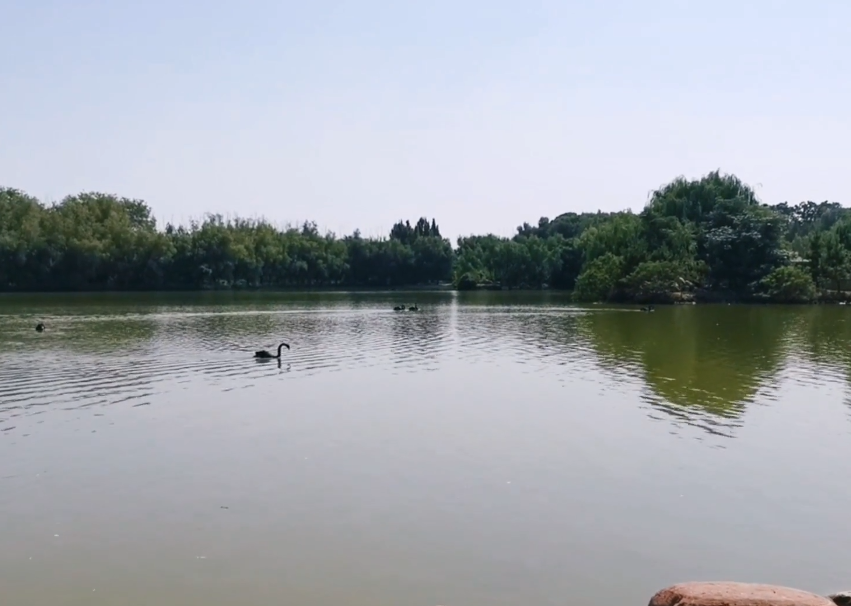 河南濮阳景区濮上园天鹅湖景点介绍2