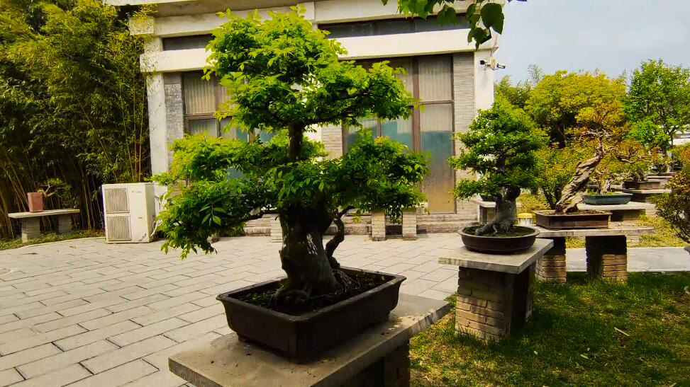河南郑州景区中州盆景园景点介绍1