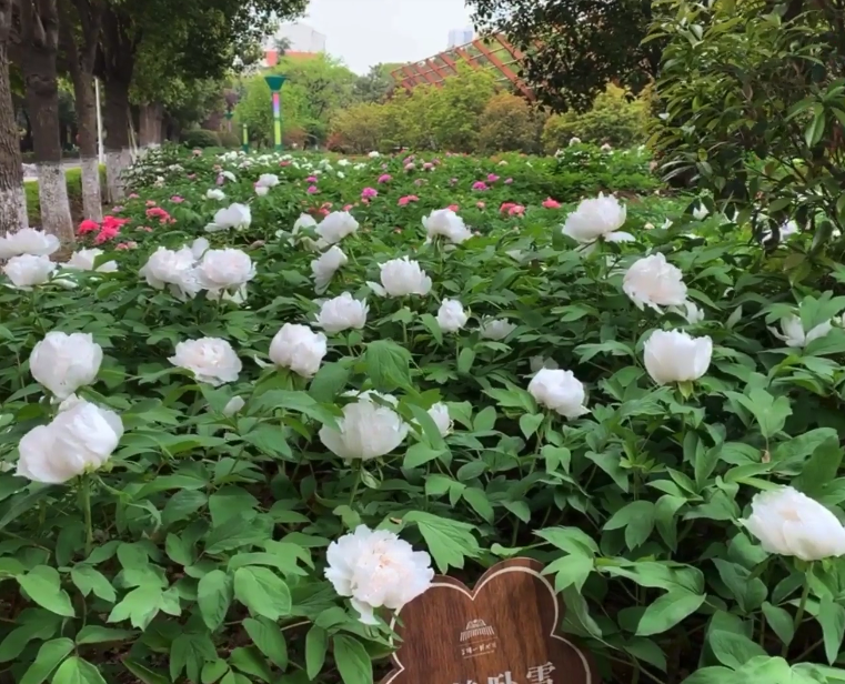 河南平顶山景区万合牡丹园景点介绍1