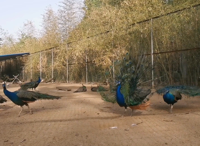 河南濮阳景区中心动物园景点介绍2