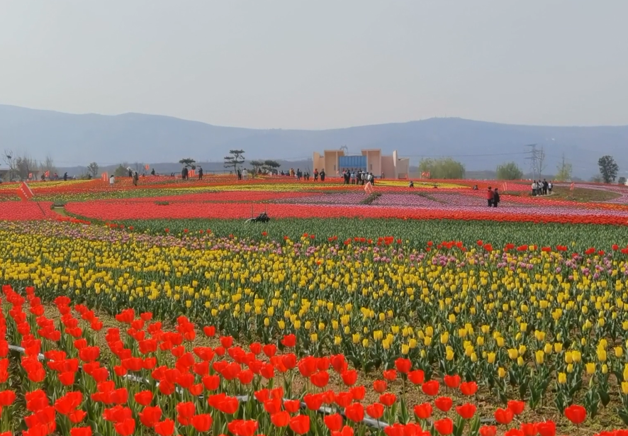 河南洛阳景区豪泽国际郁金香花海景点介绍1