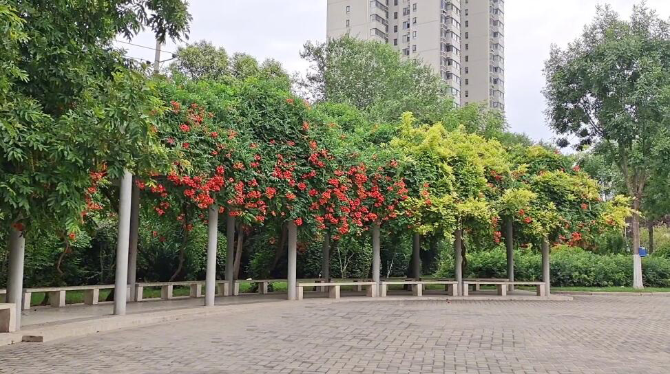 河南周口景区万亩桃花园景点介绍1