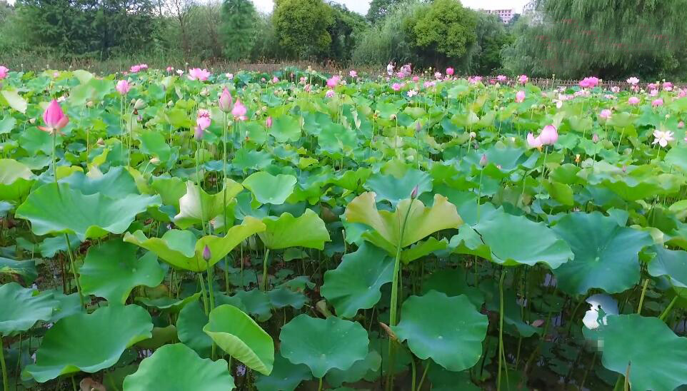 河南商丘景区黄河故道湿地公园景点介绍1