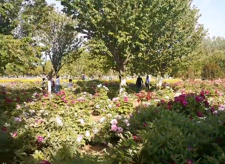 河南洛阳景区洛阳农博园景点介绍1