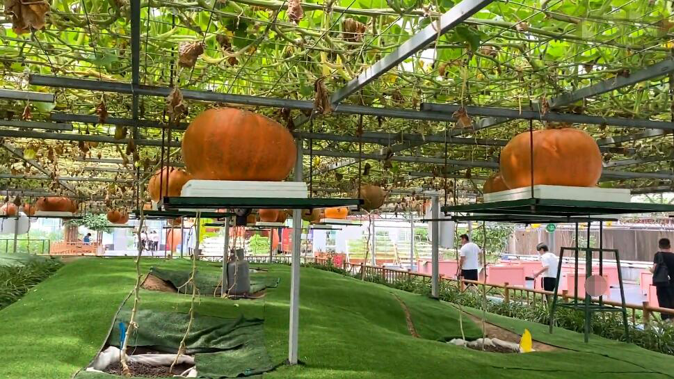 河南南阳景区海豚湾动漫水世界景点介绍1