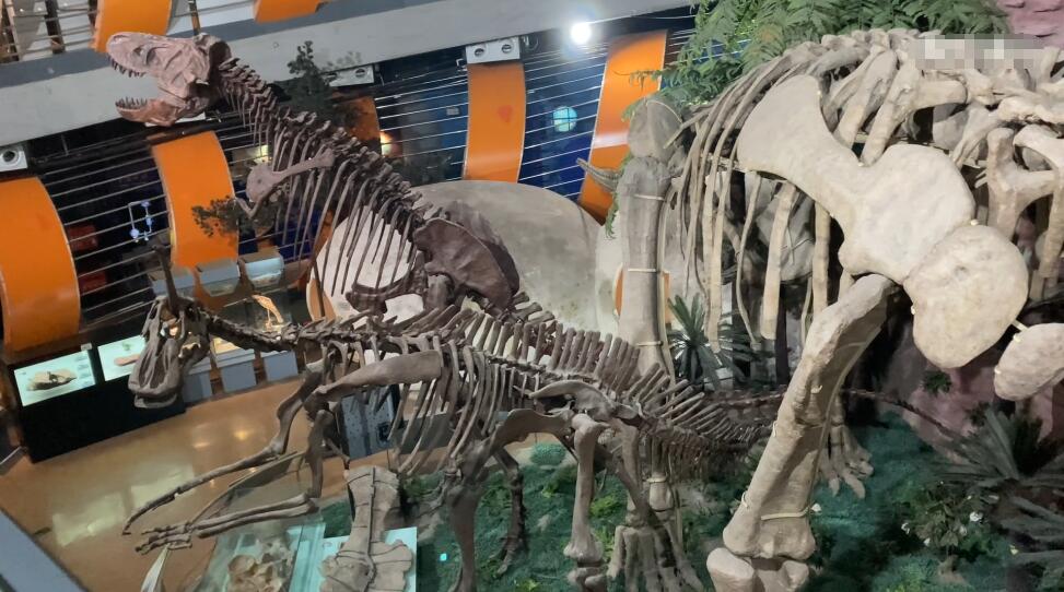 河南郑州景区郑州自然博物馆景点介绍1