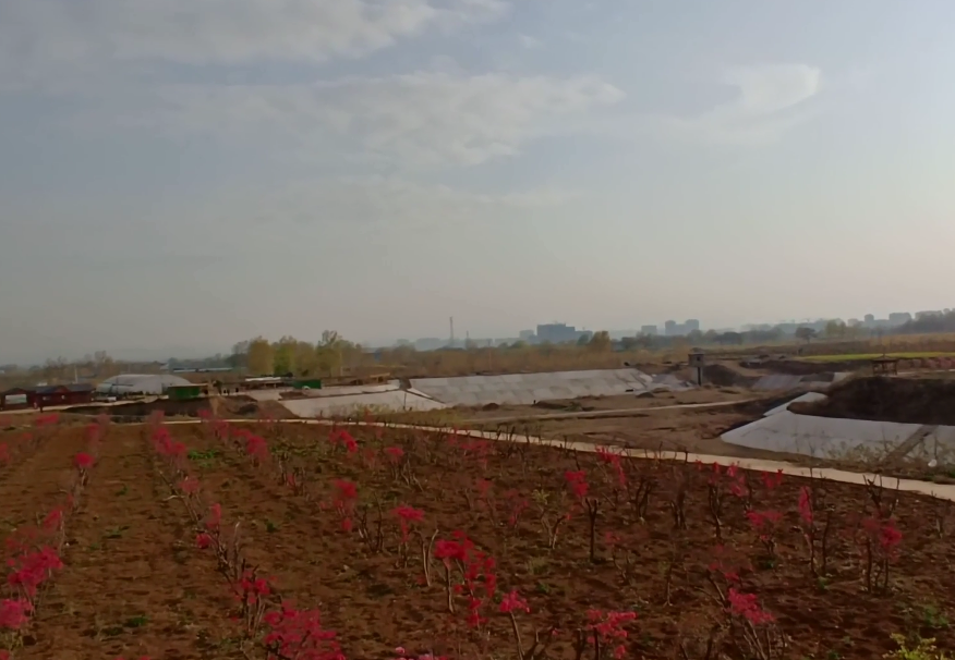 河南平顶山景区龙山花海景点介绍1