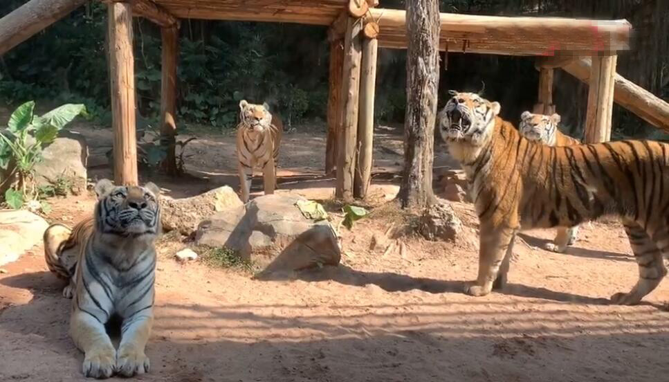 河南濮阳景区梅庄百虎园景点介绍1