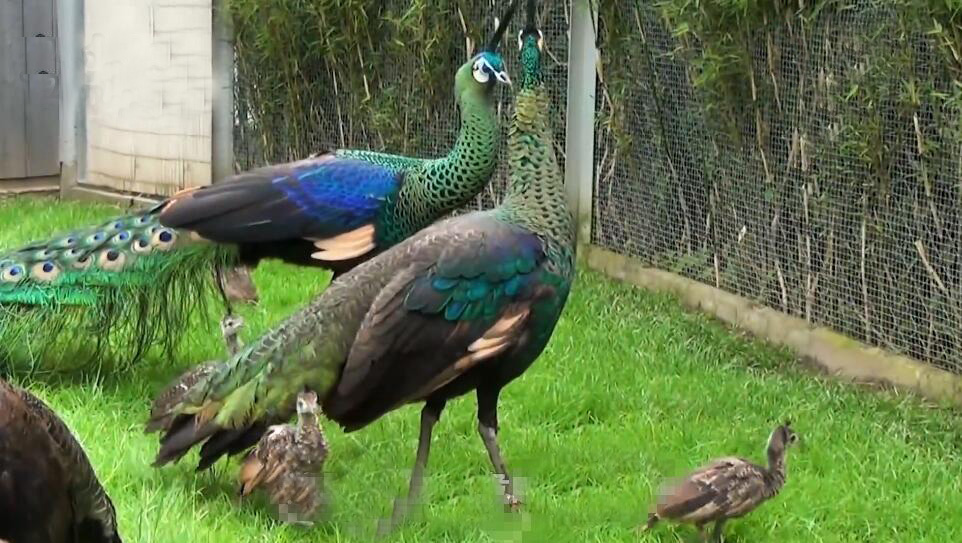 河南濮阳景区濮阳海洋馆景点介绍1