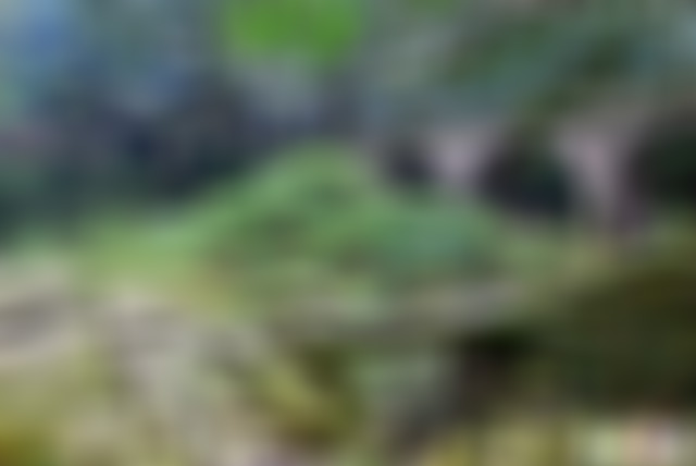 贵州遵义景点:习水森林公园小桥坝景点介绍1