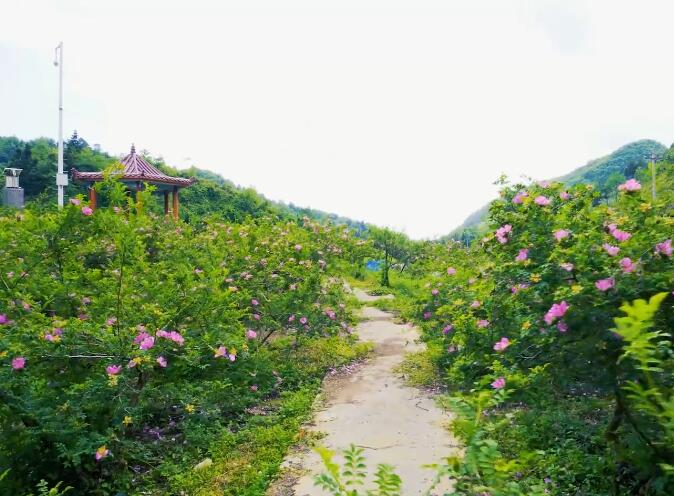 贵州黔南州景点:谷脚十里刺梨沟景区景点介绍1