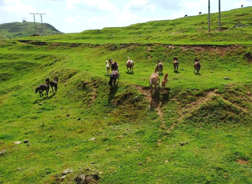 贵州毕节景点:拱拢坪森林公园(国家4A级)景点介绍1