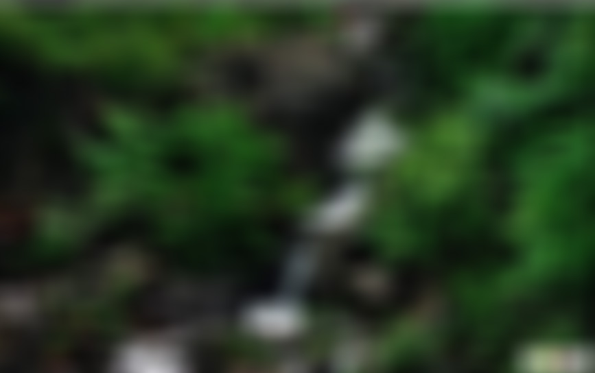 浙江嘉兴红杉邨红豆杉养生林景点介绍1