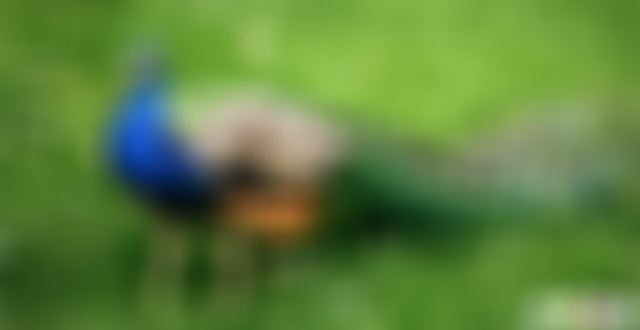 浙江丽水鹤城石雕博物馆景点介绍1