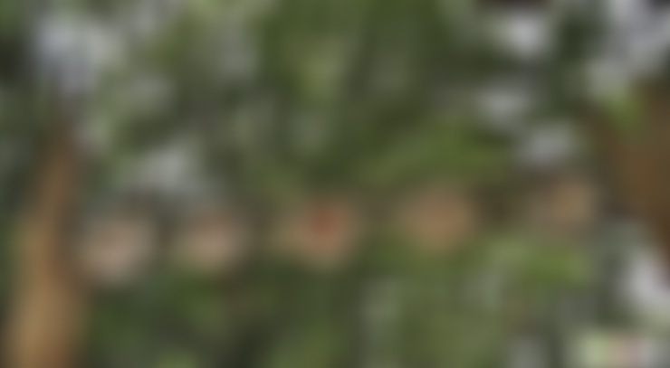 浙江舟山普陀山西方净苑景点介绍1