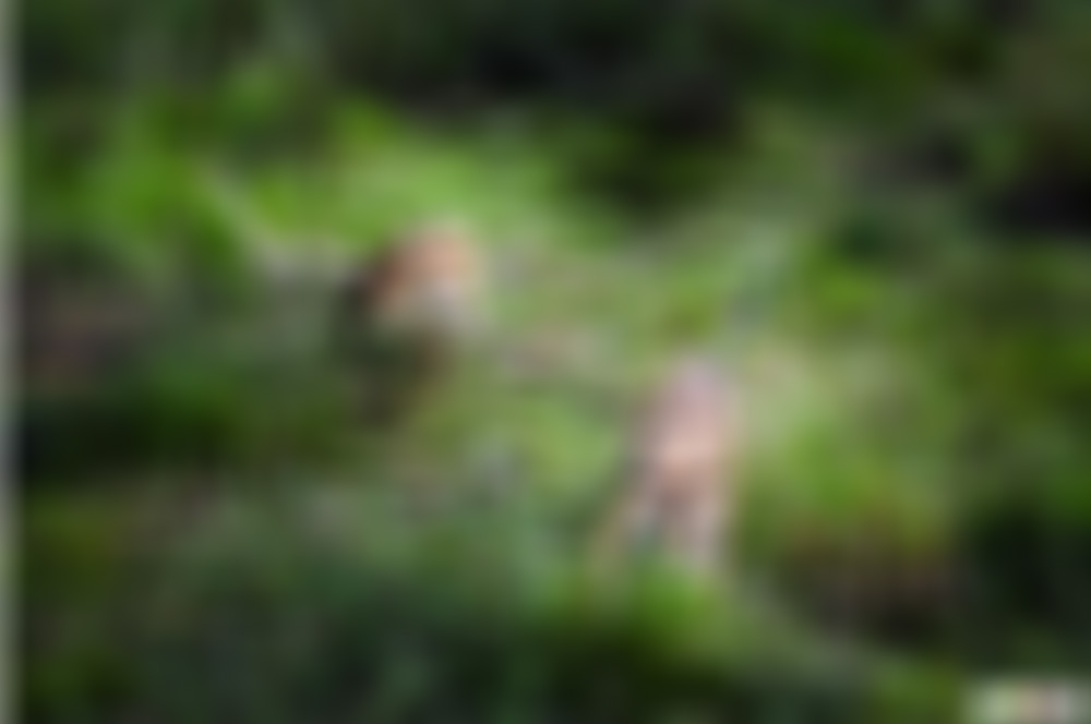 浙江杭州千岛湖龙山岛景点介绍1