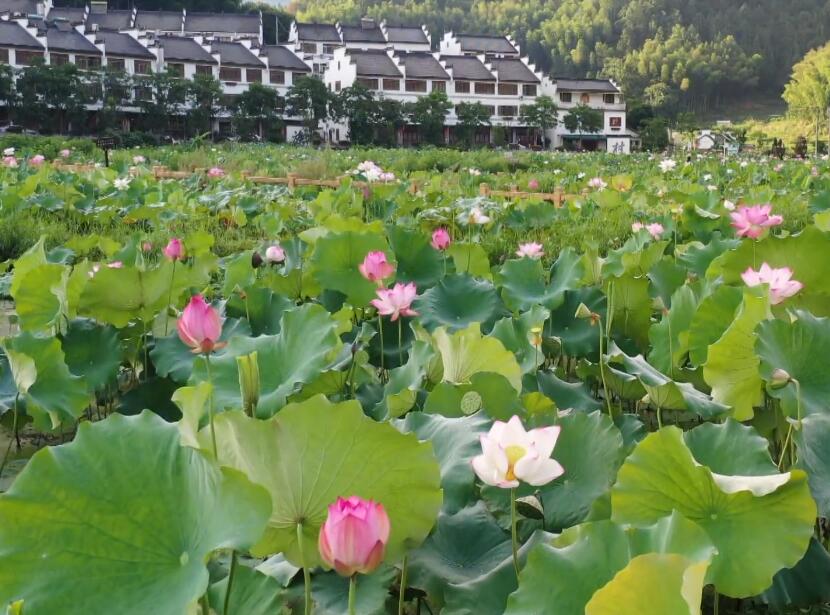 浙江温州金乡炎亭景区景点介绍1