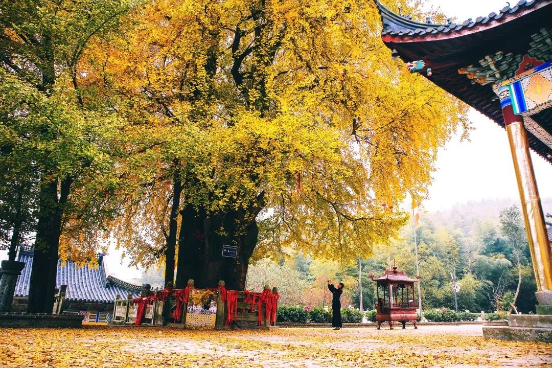 浙江湖州金盖山蜈蚣岭古道景点介绍2