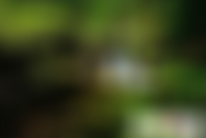 浙江温州泗溪廊桥文化园景点介绍1