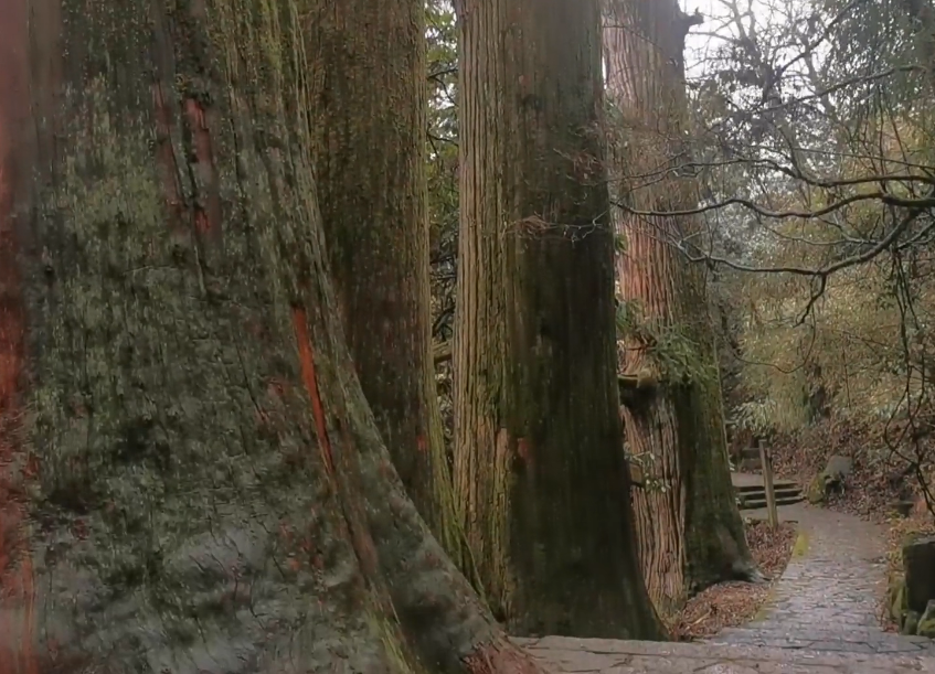 浙江杭州西天目山大树王景点介绍1