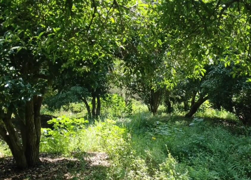 福建南平乌龙山桂花大观园景点介绍1