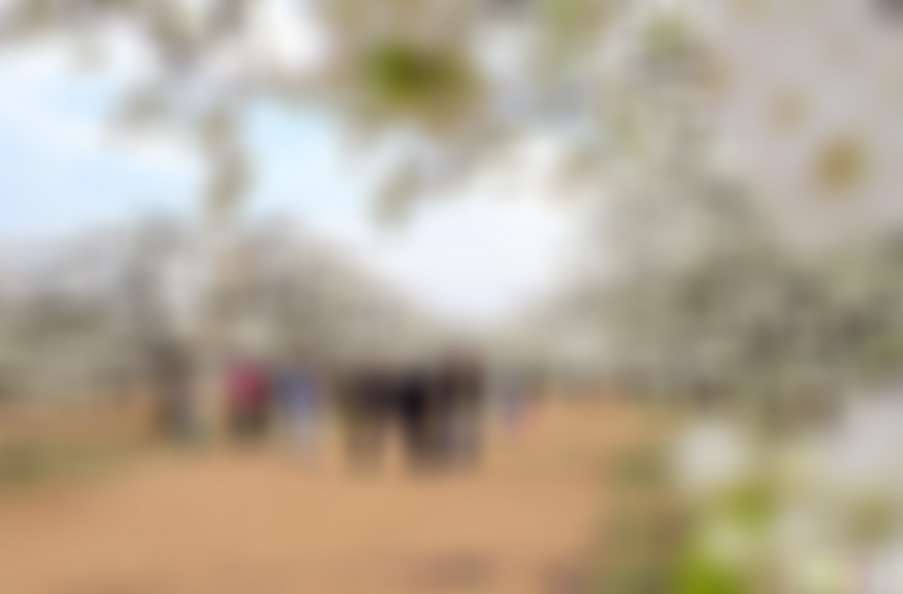 福建南平千亩梨园景点介绍1