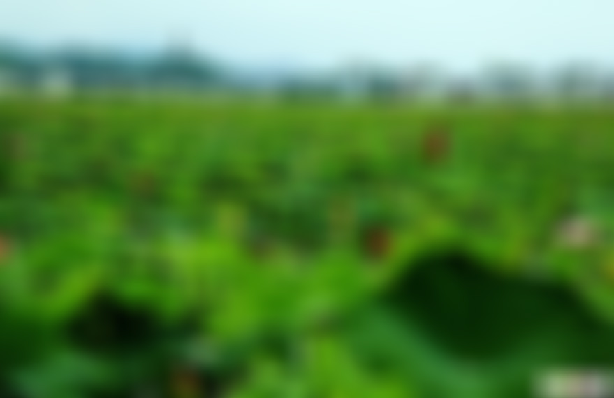 福建莆田人民公园景点介绍1