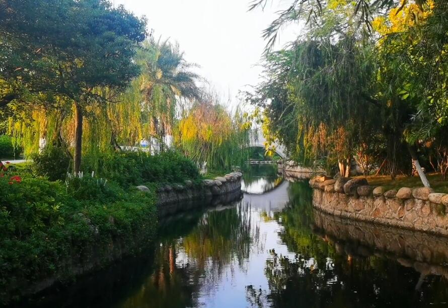 福建三明龙门场古银杏林景点介绍1