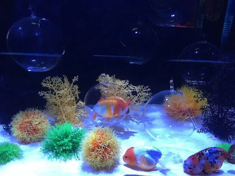 福建厦门厦门海底世界景点介绍2