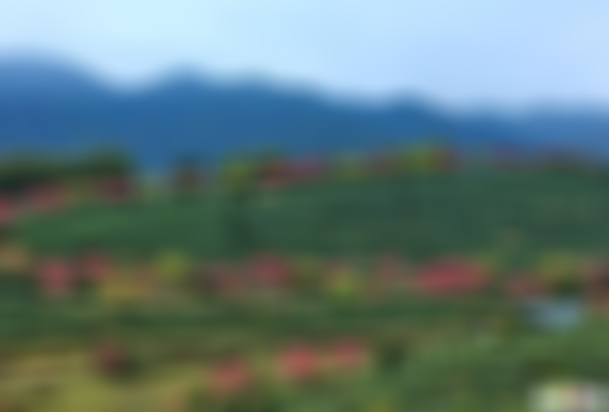 福建龙岩台品樱花茶园景点介绍1