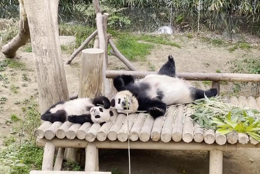 福建福州海峡(福州)熊猫世界景点介绍1