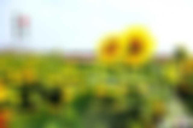 江苏南京瞻园西假山景点介绍1