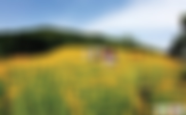 江苏泰州乔园文桂舫景点介绍1