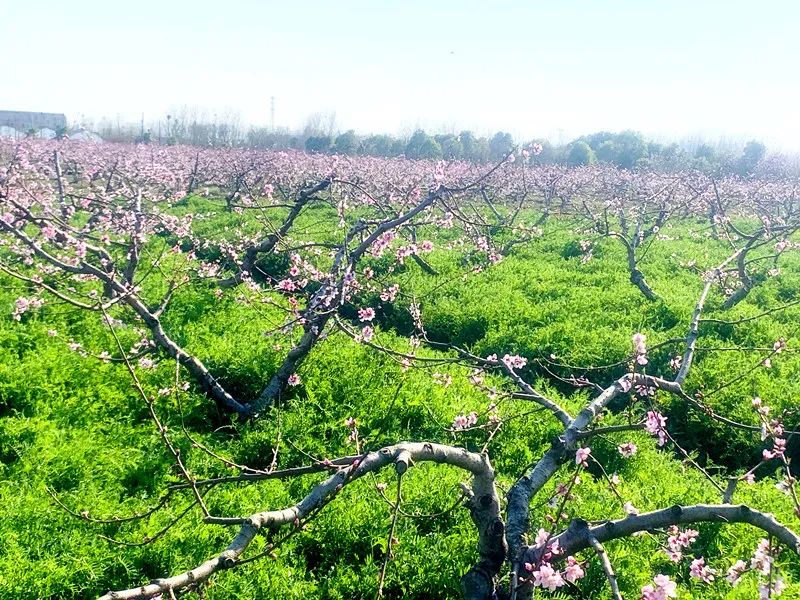 江苏盐城弘森生态园景点介绍1
