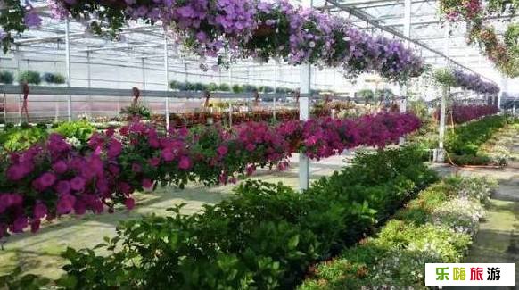 江苏南京虹彩花卉园景点介绍1