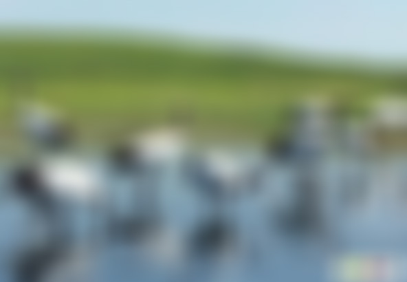 江苏盐城丹顶鹤湿地中华鹤园景点介绍1