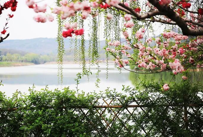 江苏苏州同里古镇松石悟园景点介绍1