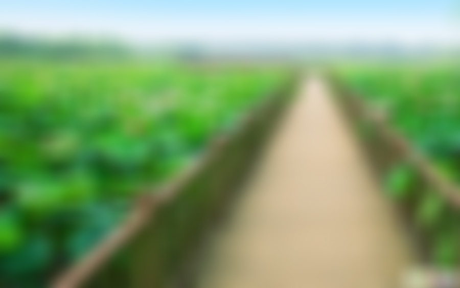 江苏宿迁洪泽湖荷花大观园景点介绍1