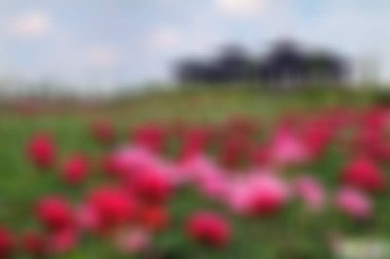 江苏扬州东关街琼花观景点介绍1