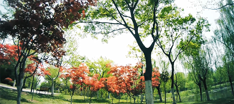 江苏徐州沛公园(国家3A级)景点介绍2